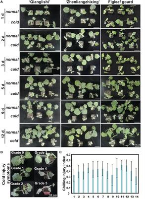 Transcriptomic and Physiological Analysis Reveal That α-Linolenic Acid Biosynthesis Responds to Early Chilling Tolerance in Pumpkin Rootstock Varieties